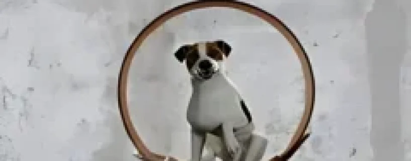 Animal Shelter Free Download (v1.3.19)