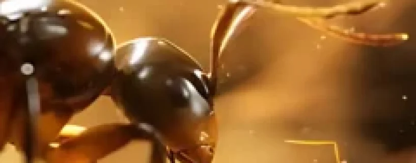 Empire of the Ants Free Download (v1.03.20053)